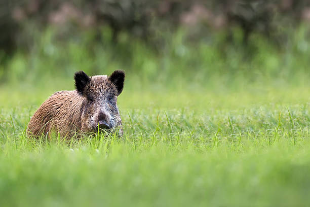 istock Wild boar in a clearing 537950215