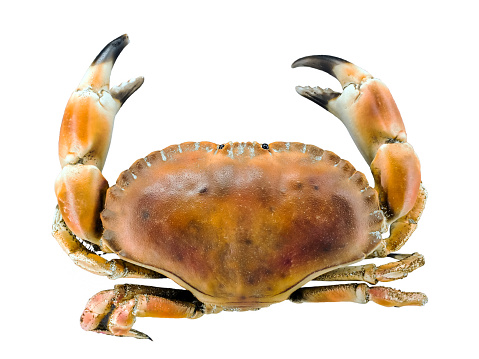 crab waits for prey