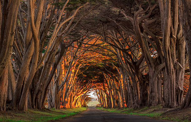 Point Reyes Cypress Tunnel at Sunset