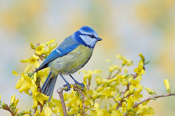 istock Blue tit on forsythia 537952261