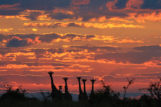 istock Giraffe Sunset - Wildlife Wonder and Nature Background 537952755