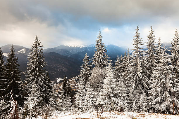 istock Beautiful winter landscape with snow covered trees 537952981