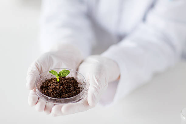 istock close up of scientist hands with plant and soil 537953115