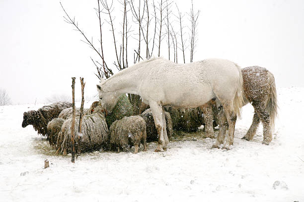sheeps skudde and horses eating hay - horse net hay bildbanksfoton och bilder