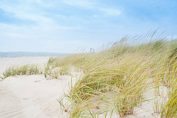 windswept beach, typical cape cod coastal environment. - sandrör bildbanksfoton och bilder