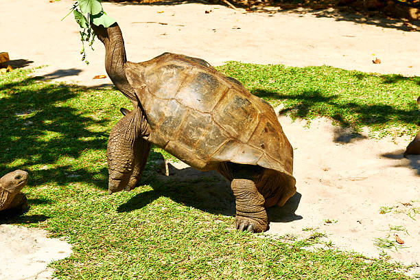 istock Giant tortoise at Seychelles 537955553