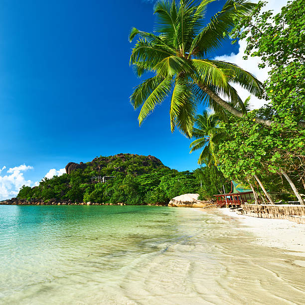 istock Beautiful beach with palm tree at Seychelles 537955557
