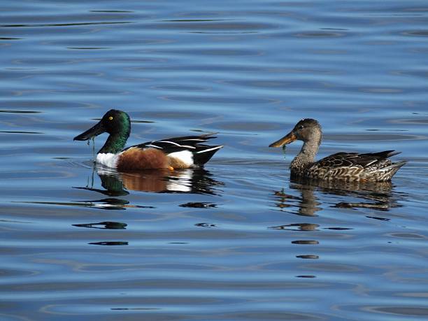 istock Northern Shoveler (Anas clypeata) 537955645