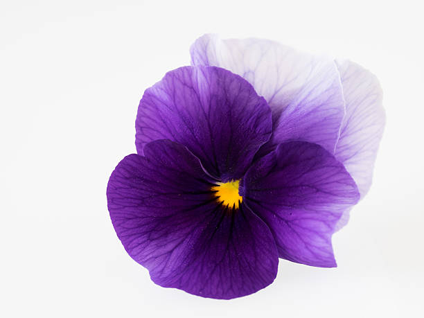 istock Beautiful pansy of the white background 537957021