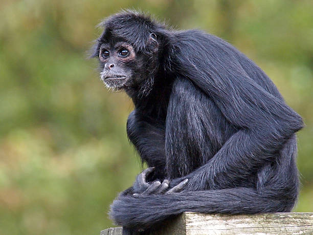 Colombian black spider monkey stock photo