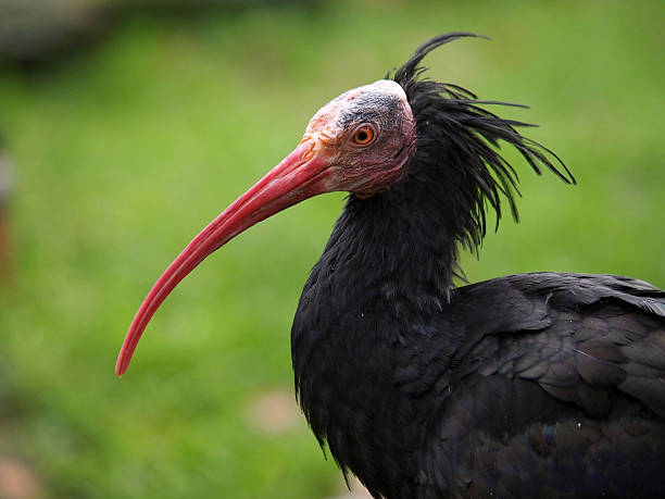 istock Close up of Bald Ibis 537971881
