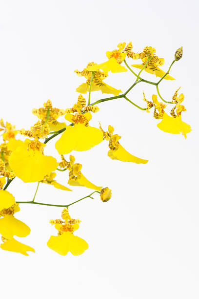 istock Yellow Oncidium dancing lady orchids with buds 537974099