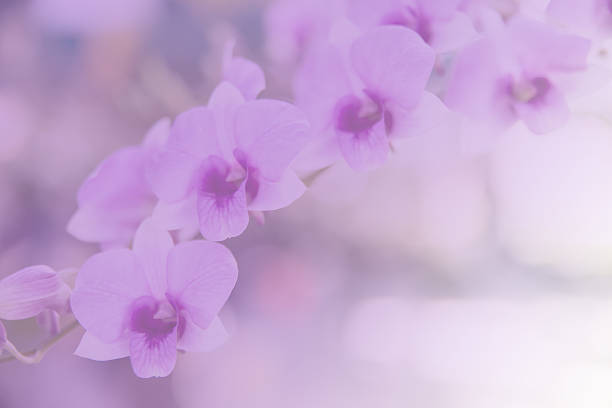 istock Beautiful Thai orchid flower background 537974859