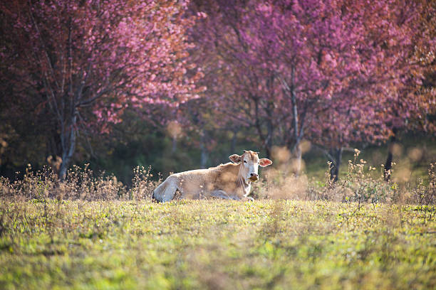Branch with pink sakura blossoms and cow.