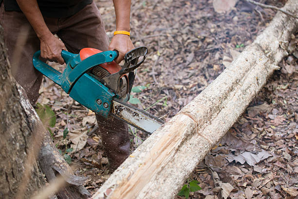 istock Man cutting the wood with chainsaw 537986943