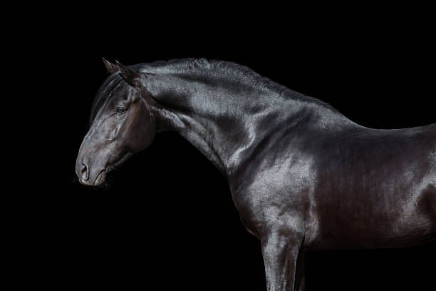 istock Black horse portrait isolated on black background. 537987137