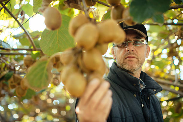 Farmer in Kiwi fruit plantation