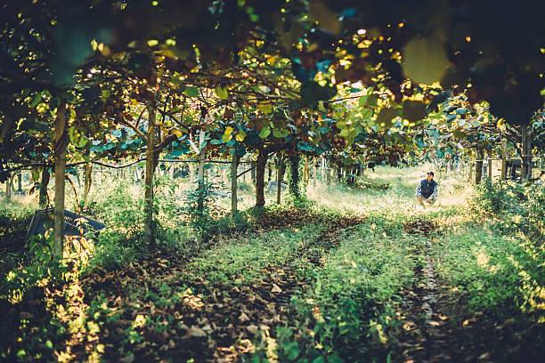 Farmer in Kiwi fruit plantation stock photo