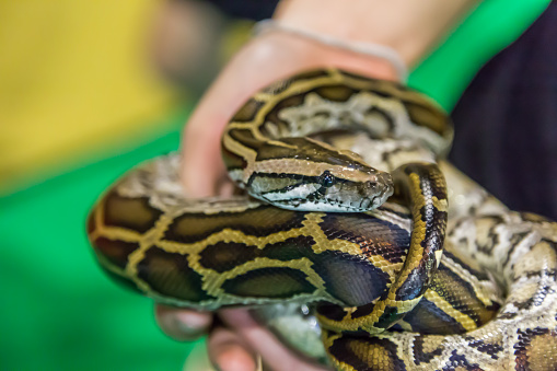 Royal Python snake creeping on a  girl hand