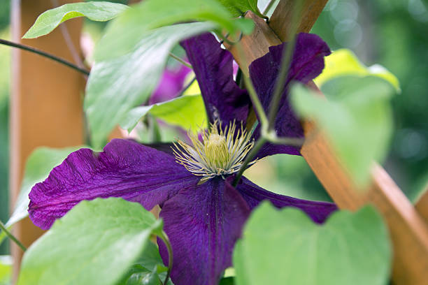 istock Clematis climbing plant in a garden 537989649