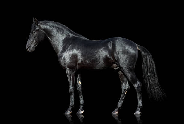 istock Black horse isolated on black background. 537990109