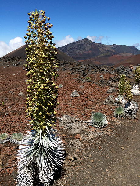 istock Haleakala National Park - Silversword 537990297