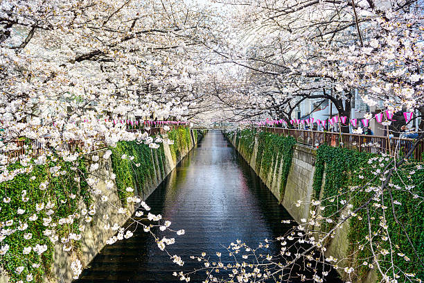 istock Tokyo, Japan Spring Canal 538010595