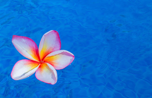 flor de frangipani - waterbased - fotografias e filmes do acervo