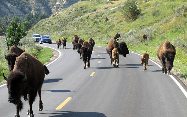 Buffalo herd crossing road in Teddy Roosevelt National Park Buffalo herd crossing the road in Teddy Roosevelt National Park neta degany stock pictures, royalty-free photos & images