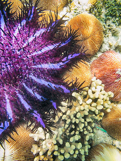 istock Crown-of-thorns Starfish, Maldives 538012735