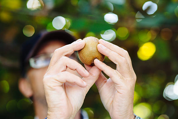 Farmer in Kiwi fruit plantation