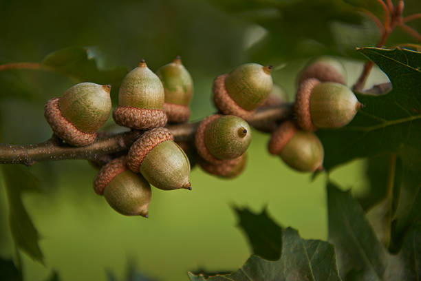hither squirrels venga - oak leaf oak tree acorn season fotografías e imágenes de stock