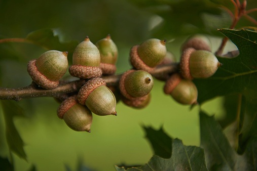 Closeup horizontal photo af three acorn nuts on a oak tree with green leafs