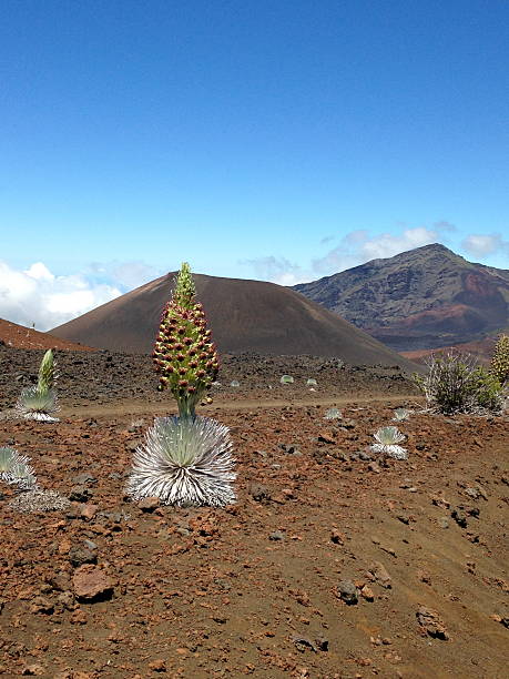 istock Haleakala National Park - Silversword 538012753