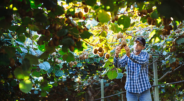 Farmer in Kiwi plantation checking fruit stock photo