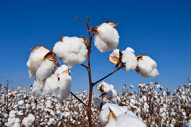 istock Cotton Flowers against Blue Sky 538014385