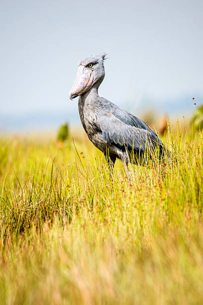 Wildlife shot of a rare Shoebill (Balaeniceps rex), Uganda Wildlife shot of an extremely rare Shoebill (Balaeniceps rex) at the shores of Lake Victoria, Uganda. This stork-like waterbird is getting up to a height of 120 cm, outstanding is the unique bill. While the shoebill is called a stork, genetically speaking it is more closely related to the pelican or heron families. The shoebill is could be found in wetlands or swamps in a few regions of Eastern and Central Africa and it is critical endangered. lake victoria stock pictures, royalty-free photos & images