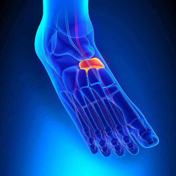 istock Navicular Bone Anatomy with Circulatory System 538015791