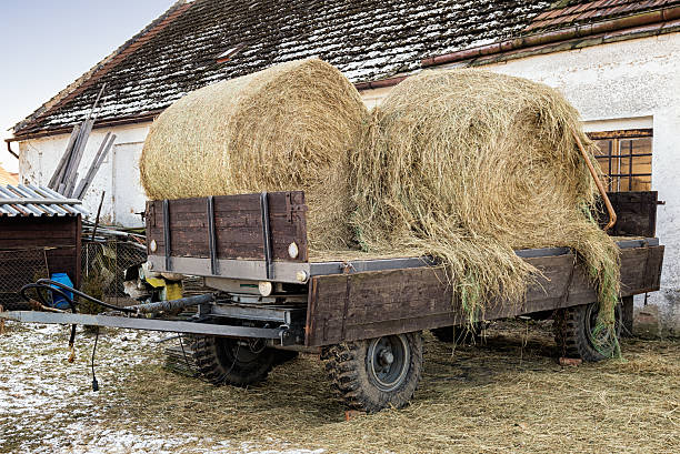 Bales of hay on agricultural wagon standing in a farm and waiting for transport.
