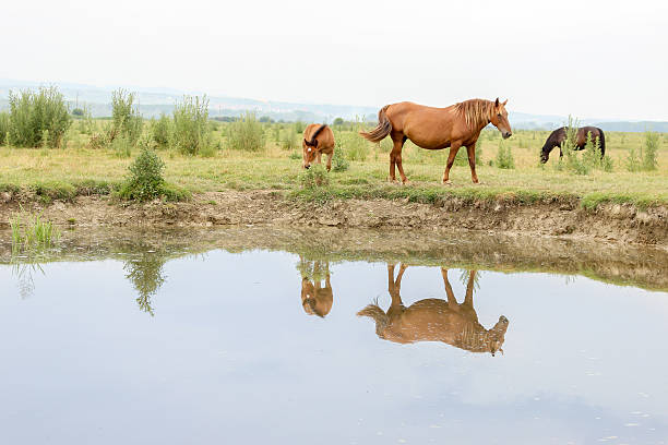 istock Horses on a meadow near water 538016121