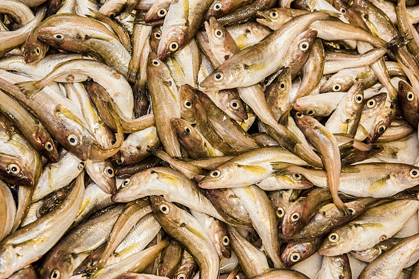 whiting fishes on the fisher table, mezgit stock photo