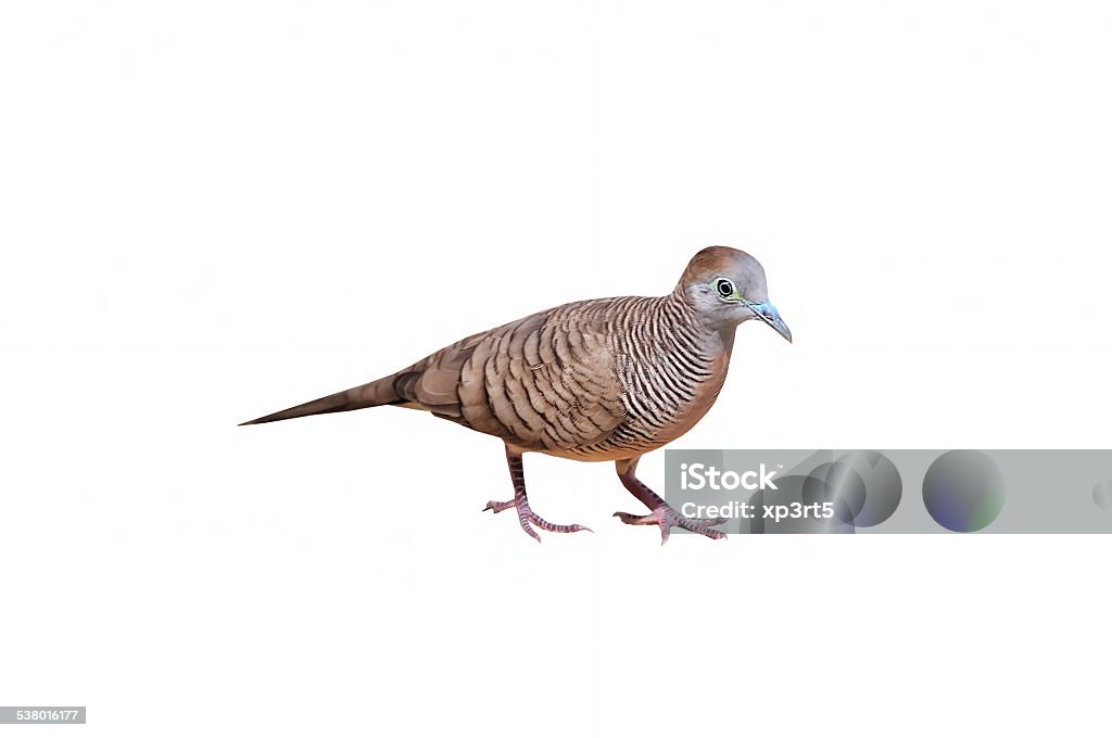 Zebra Dove 2015 Stock Photo