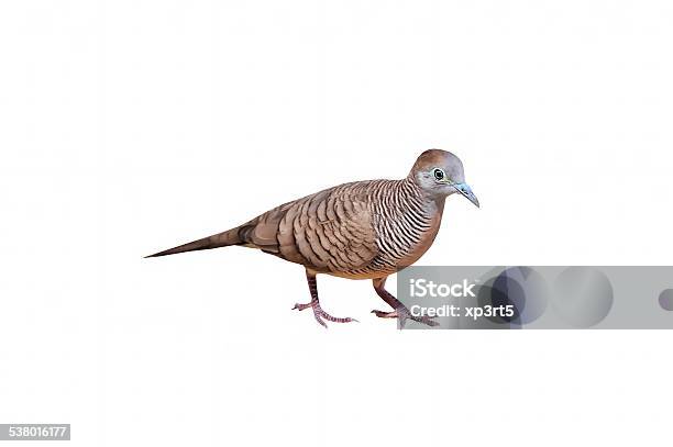 Zebra Dove Stock Photo - Download Image Now - 2015, Animal, Animal Wildlife