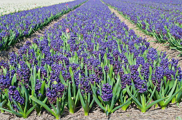 istock Field of blue hyacinth 538016473
