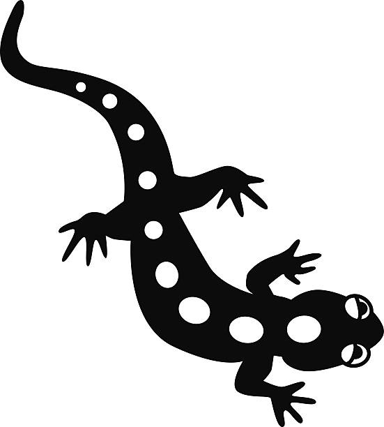 illustrations, cliparts, dessins animés et icônes de salamandre vectorielles en noir et blanc - salamandre