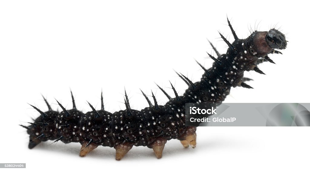 Caterpillar of a Peacock butterfly, Inachis io, Caterpillar of a Peacock butterfly, Inachis io, in front of white background Peacock Butterfly Stock Photo