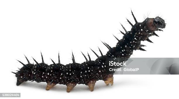 Caterpillar Of A Peacock Butterfly Inachis Io Stock Photo - Download Image Now - Peacock Butterfly, Caterpillar, Animal