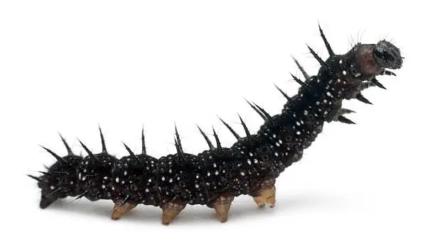 Caterpillar of a Peacock butterfly, Inachis io, in front of white background