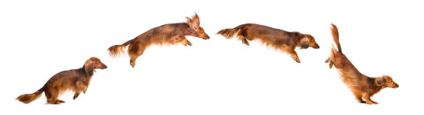 side view composition of a dachshund, 4 years old, jumping - side view dog dachshund animal imagens e fotografias de stock
