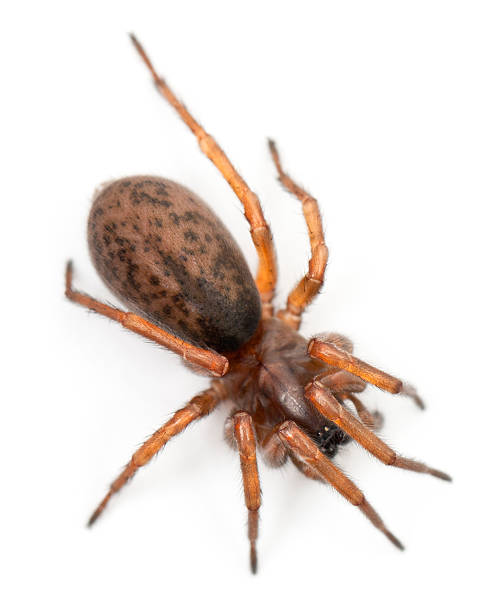istock Tangled nest spider, Night spider or Hacklemesh weaver, Coelotes terrestris, 538024964